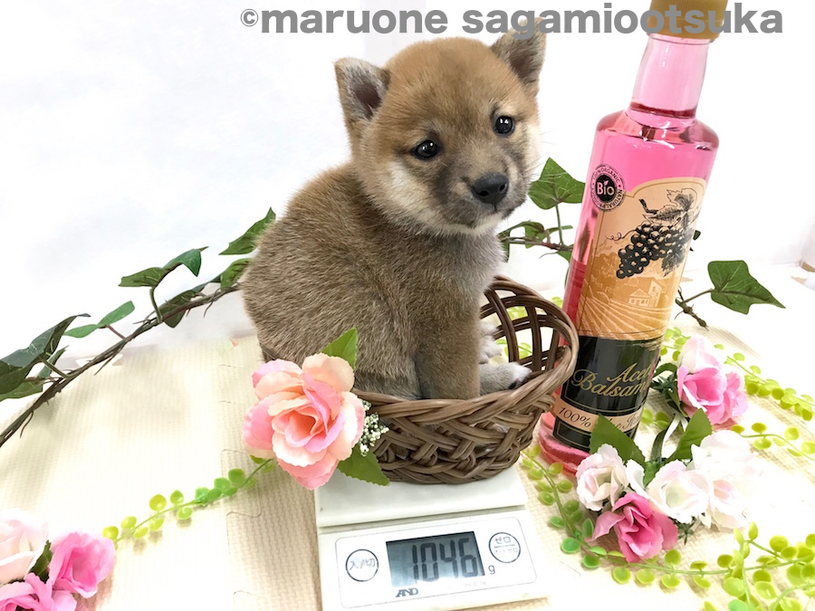 生後56日時点で1046g | 豆柴 柴犬 （814474） - ペットショップ マルワン相模大塚 神奈川県大和市