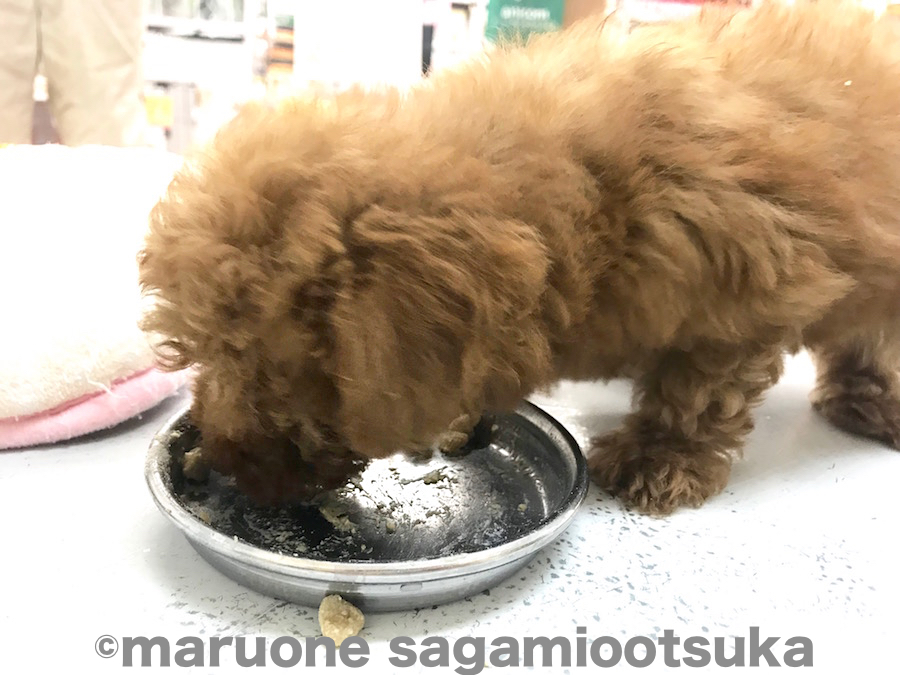 身体は小さくても食欲旺盛 | ティーカップ・プードル （814473） - ペットショップ マルワン相模大塚 神奈川県大和市