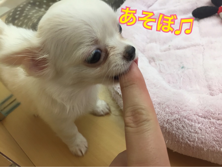 甘えられてしまいました♡ | チワワ ロングコート （118262） - ペットショップ ペッツワン城山 神奈川県相模原市