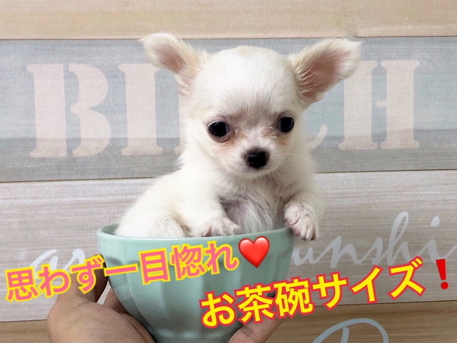 【 ミニ・チワワ（ロングコート）】真っ白な天使♡皆さんに癒しをお届けします！！：ペットショップ｜ ペッツワン城山店｜子犬情報｜NO.118262（神奈川県相模原市）