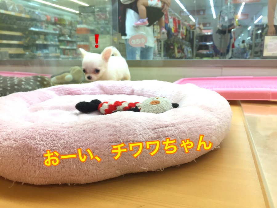 気付いた♪ | チワワ ロングコート （118262） - ペットショップ ペッツワン城山 神奈川県相模原市