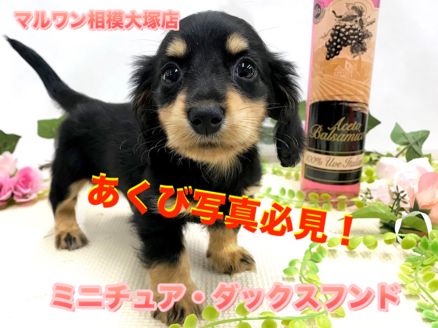 【 ミニチュア・ダックスフント 】生後52日の体重760g!食欲旺盛、ご飯大好き元気っ子！あくび写真は必見です♪ ペットショップ マルワン相模大塚店（ 横浜市 ）子犬情報No.814476