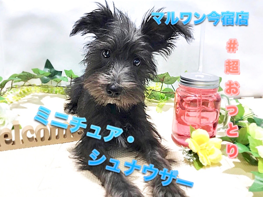 【 ミニチュア・シュナウザー 】生後120日で2.9㎏のシュナちゃんは超フレンドリーに成長中♪超多頭飼育向きです！ ペットショップ マルワン今宿店（神奈川県横浜市） 子犬 情報NO.120117