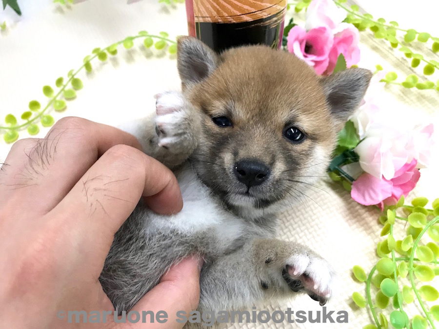 小さな相棒 | 豆柴 柴犬 （814474） - ペットショップ マルワン相模大塚 神奈川県大和市