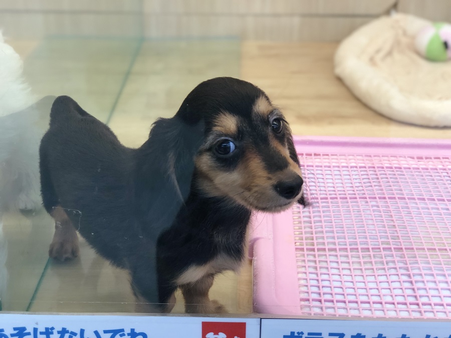 ぱっちりした大きなおめめ♡ | ミニチュア・ダックスフント （311802） - ペットショップ マルワン港北ニュータウン 神奈川県 横浜市 都筑区