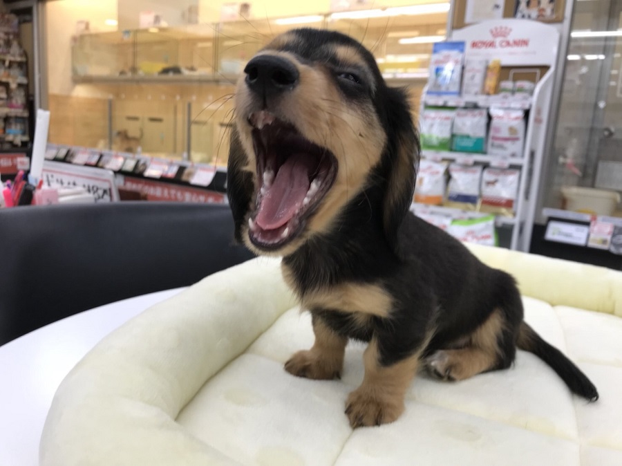 ダックスちゃんの魅力はまだまだ紹介しきれない | ミニチュア・ダックスフント （311802） - ペットショップ マルワン港北ニュータウン 神奈川県 横浜市 都筑区