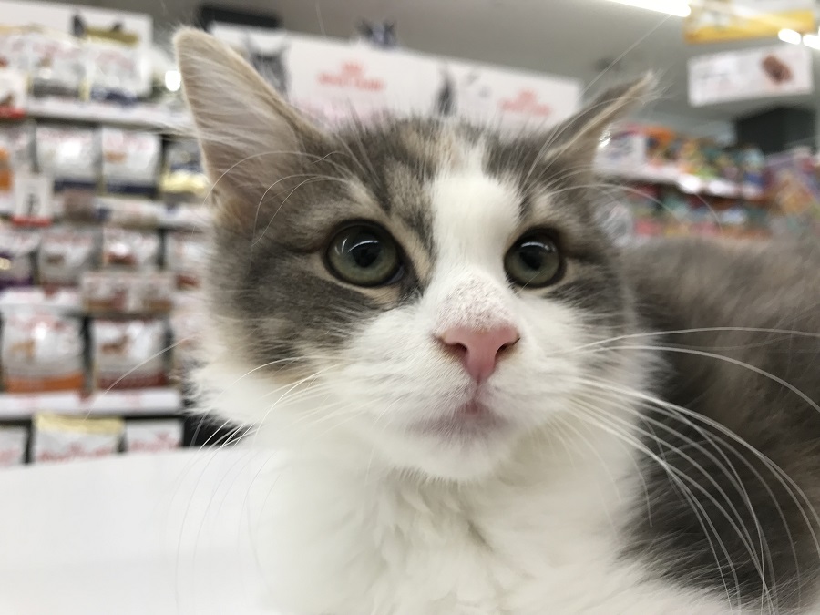 【 メインクーン 】実録：その美しさは神奈川随一！？超人気猫種の魅力に迫る！ ペットショップ マルワン港北NT店（横浜市）子猫情報 NO.311788