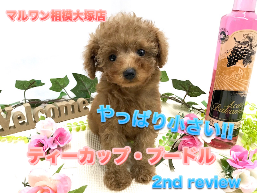 【 ティーカップ・プードル 】やっぱりこの子は小さかった！生後75日で体重632g!ティーカップちゃんのセカンドインプレ！：ペットショップマルワン相模大塚店（大和市）｜オススメ子犬情報No.814473