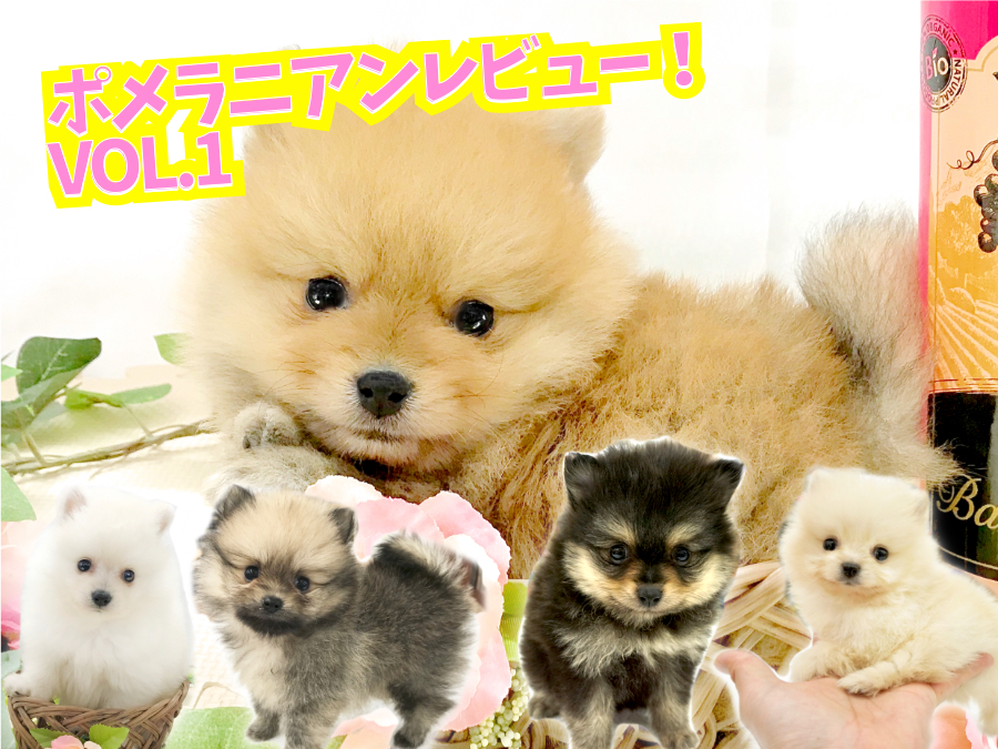 【 ポメラニアン レビュー VOL.1】ペットショップスタッフがポメラニアンの外見の特徴・魅力・話題の「 たぬきポメ 」を解説！