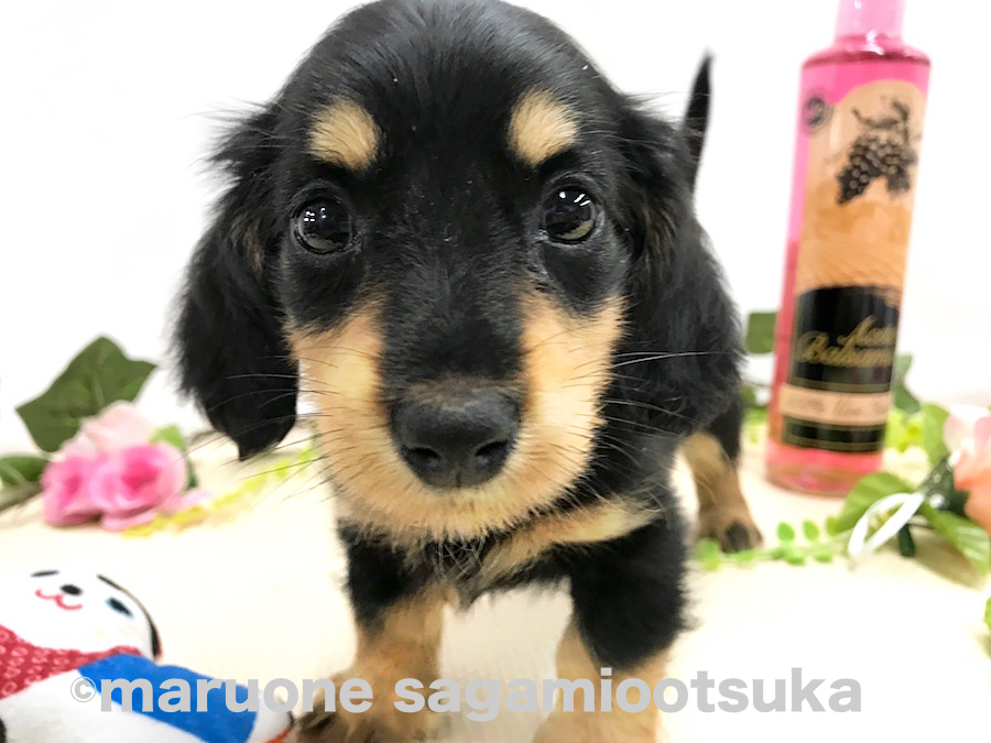 大きくパッチリした瞳が特徴 | ミニチュア・ダックスフント （814476） - ペットショップ マルワン相模大塚 神奈川県大和市