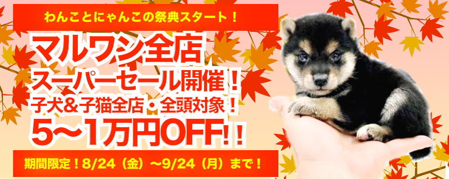 【全店セール開催！】マルワン全15店舗・総勢約200頭の豊富で厳選のラインナップでわんにゃんの祭典が開幕！