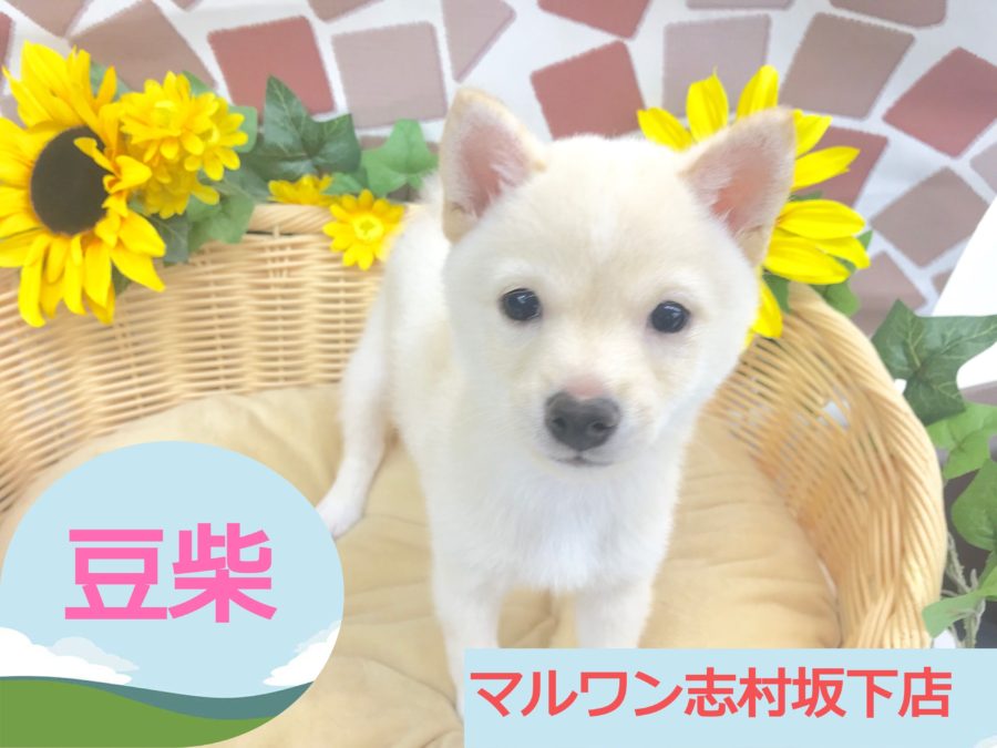【 白豆柴 】パパ４kg！ママ３.７kg！志村坂下店歴代NO１の小ささ！！プレミアム感満載の白豆君がやってきた！！：マルワン志村坂下店（東京都板橋区）｜オススメ子犬情報！No.914379