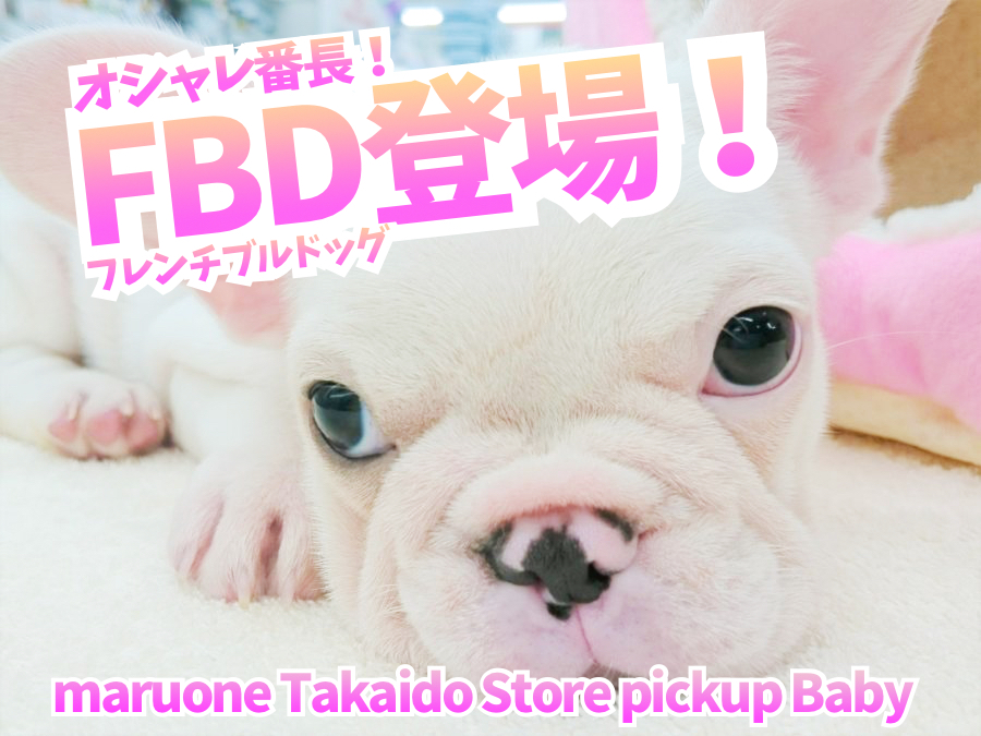 【希少！ フレンチブルドッグ 】鼻ぺちゃ界のファッショニスタ！最高のクリームコートとの生活のススメもご紹介！ ペットショップ マルワン高井戸店子犬情報！（ 東京都杉並区 ）NO.130057