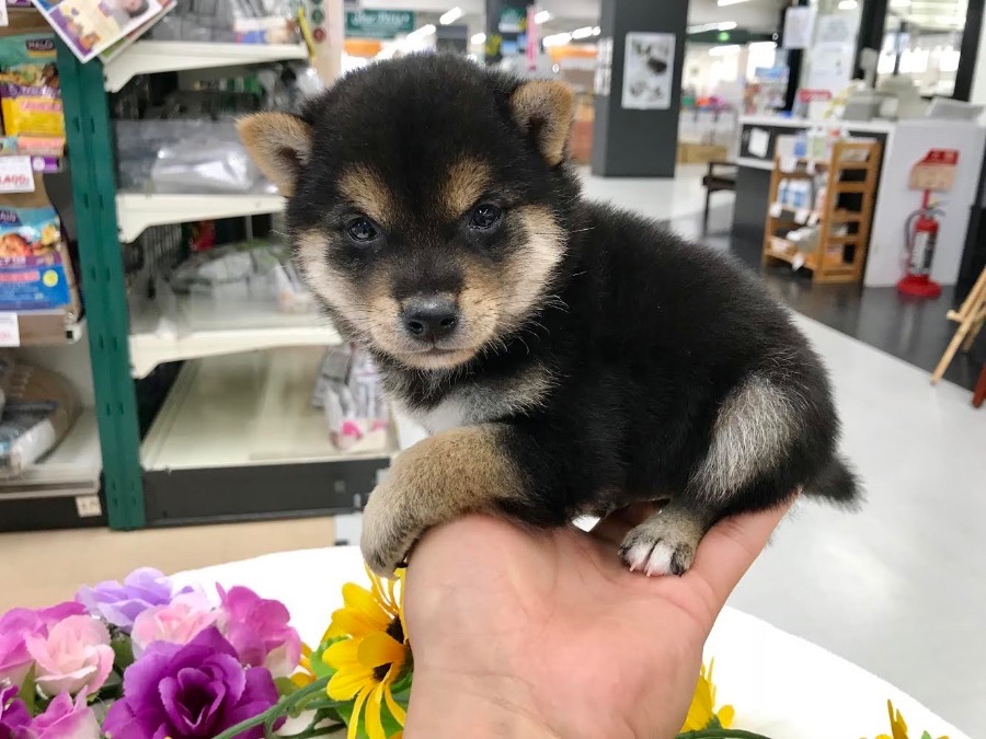  | 極小 豆柴 柴犬 （119124） - ペットショップ マルワン梅島 東京都足立区