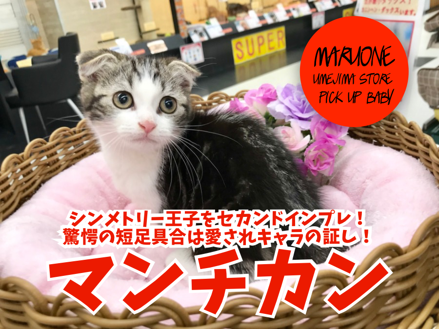 【 マンチカン 】シンメトリー王子をセカンドインプレ！驚愕の短足具合は愛されキャラの証し！：ペットショップマルワン梅島店(東京都足立区)｜子猫情報！No.119125