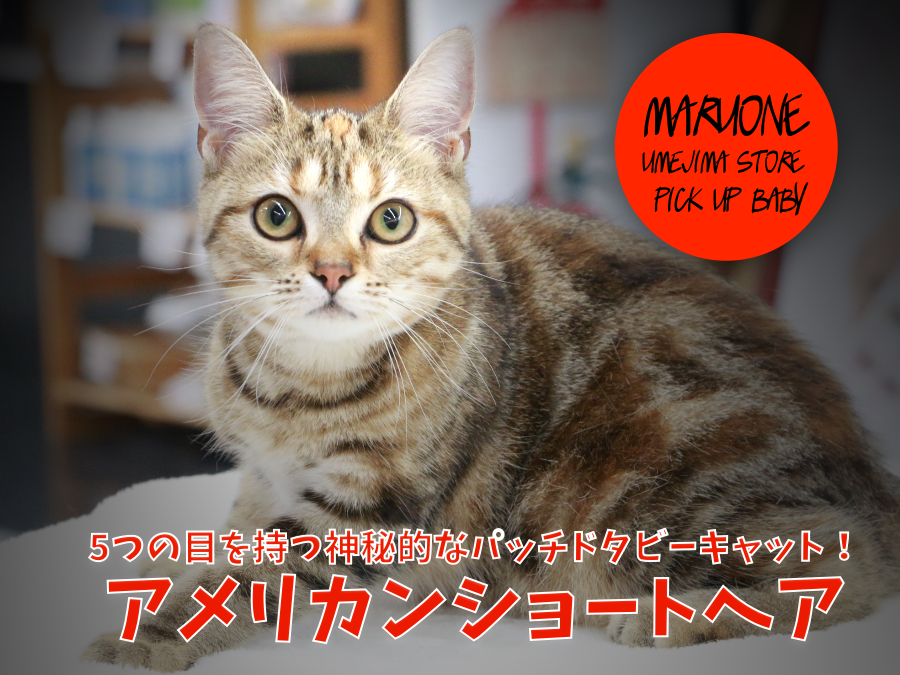 【 アメリカンショートヘア 】5つの目を持つ神秘的なパッチドタビーキャット！ ペットショップ マルワン梅島店子猫情報！ No.119099
