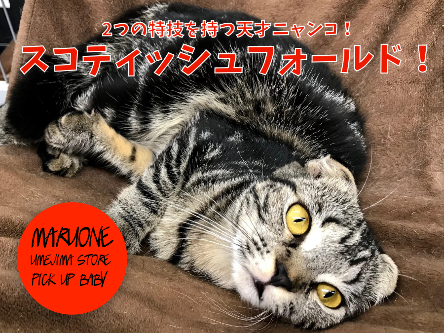 【 スコティッシュ・フォールド 】多頭飼いでも猫ちゃん初心者でもなんでもござれ！2つの特技を持つ天才にゃんこをセカンドインプレッション！：梅島店pickupベイビーNo.119088