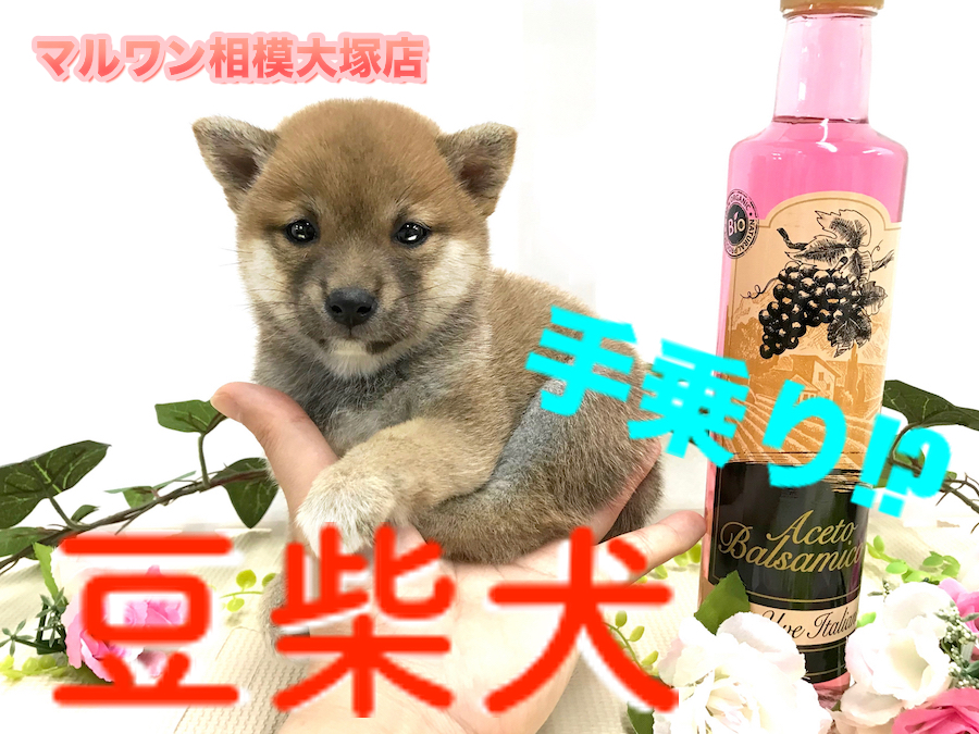 【 豆柴 】生後56日で体重約1kg!ニッコリ笑顔の輝きは神奈川No.1！：ペットショップマルワン相模大塚店（大和市）｜子犬情報No.814474