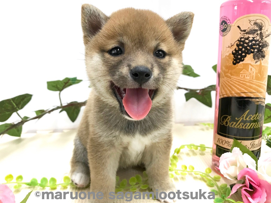 可愛い柴スマイル | 豆柴 柴犬 （814474） - ペットショップ マルワン相模大塚 神奈川県大和市