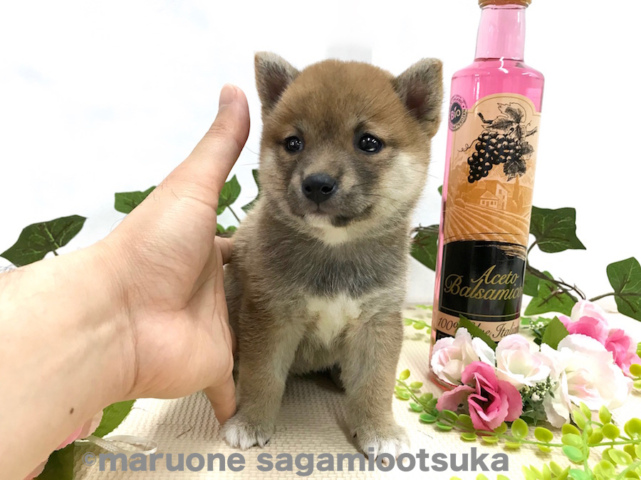 僕の手を比べてみました | 豆柴 柴犬 （814474） - ペットショップ マルワン相模大塚 神奈川県大和市