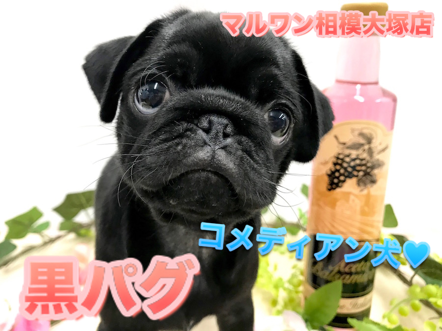 【 黒パグ 】ペチャ顔代表犬！クスッと笑顔になるコミカルな動きと豊富な表情♪神奈川県No.1のコメディアンガール！ ペットショップ マルワン相模大塚店（ 大和市 ）｜子犬情報No.814475