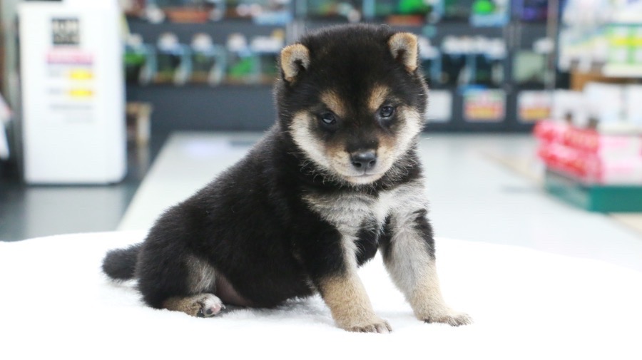  | 極小 豆柴 柴犬 （119124） - ペットショップ マルワン梅島 東京都足立区
