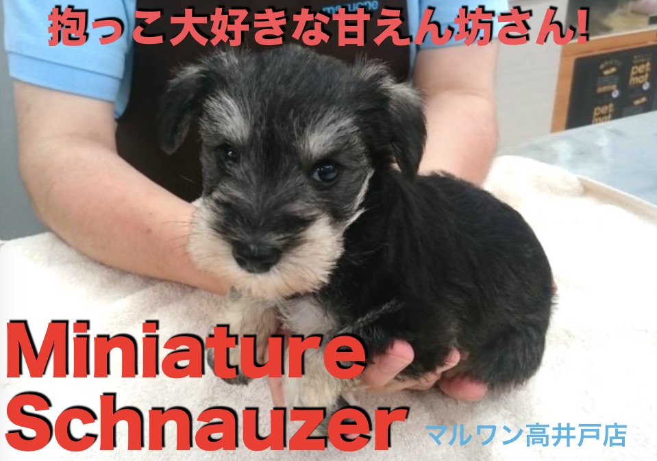 【 ミニチュア・シュナウザー 】ウルルン瞳とぬいぐるみの様な愛らしいお顔立ち♥抱っこ大好きな甘えん坊さん! ペットショップ マルワン高井戸店 （東京都杉並区） 子犬情報！ＮＯ.130049