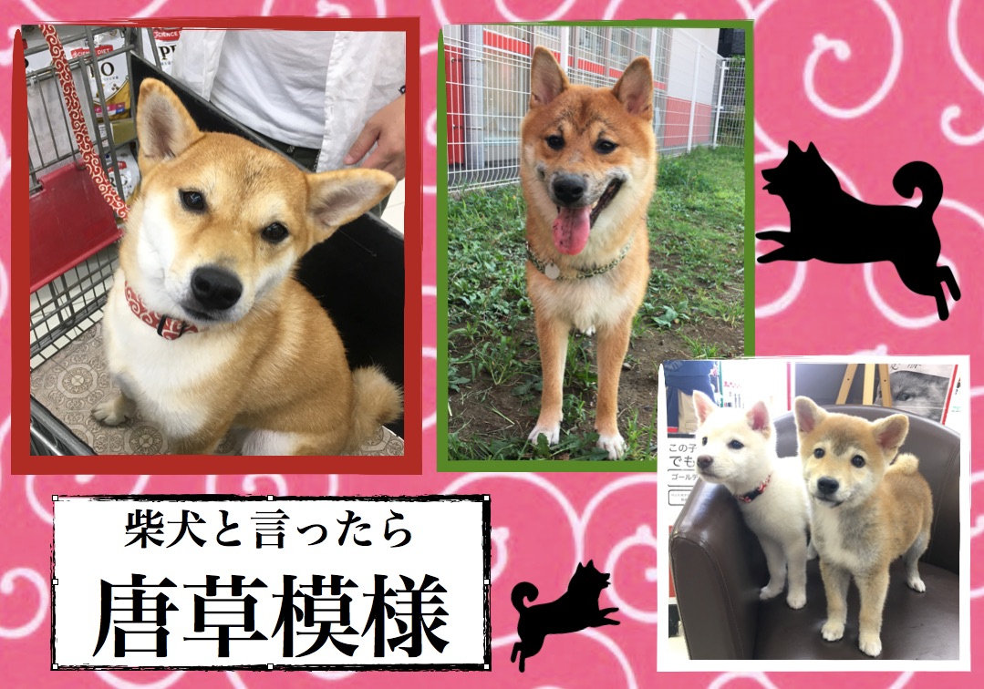 首輪素材・リードの種類は? | 柴犬との生活 - ペットショップ マルワン