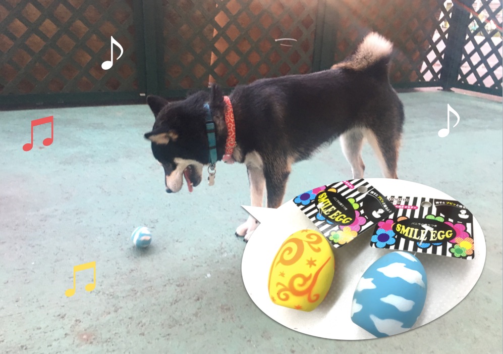 マロンちゃん | 柴犬との生活 - ペットショップ マルワン