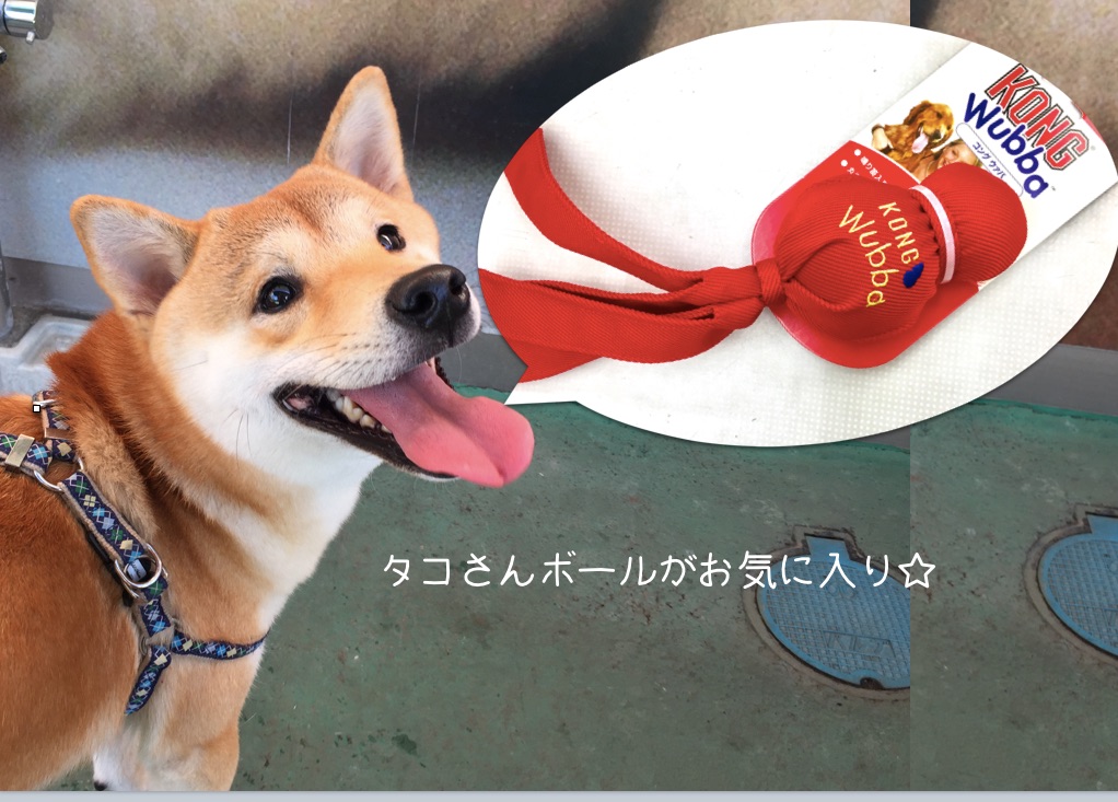 しゅんたろう君 | 柴犬との生活 - ペットショップ マルワン