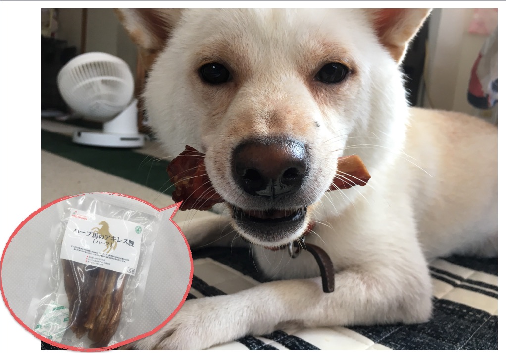ひじり君 | 柴犬との生活 - ペットショップ マルワン