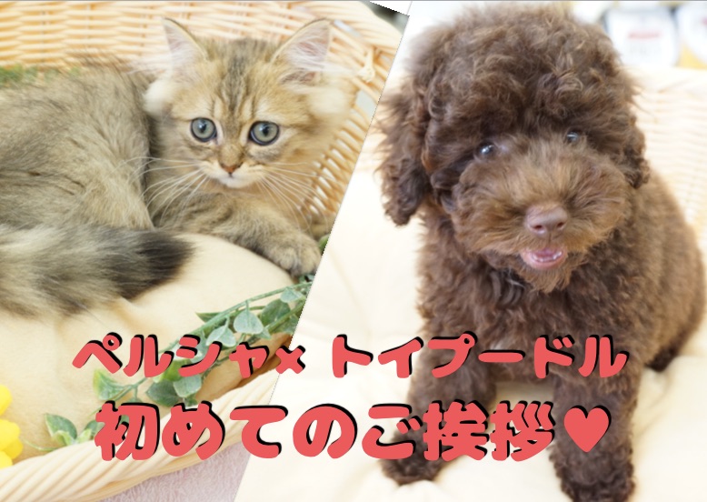 【多頭プロジェクト】見れば納得！ワンコもにゃんこも仲良くなれる!ペルシャ×トイプードルで多頭コミュニケーション法をちょこっと公開！：ペットショップマルワン大倉山店（横浜市港北区）｜No.6130700＆No.6130705