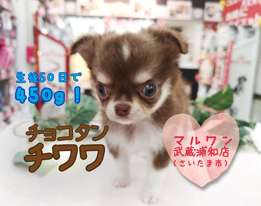 【 チョコタン チワワ 】生後50日で450ｇ！！手のひらサイズのアイドル！！　ペットショップマルワン武蔵浦和店（ さいたま市 ）子犬情報！ No.412720