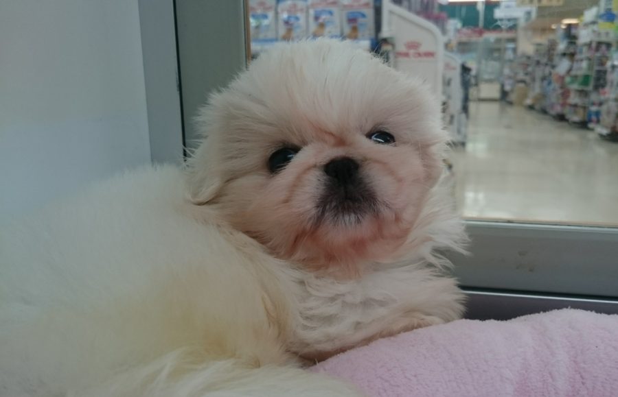 お部屋でのんびり過ごしているペキちゃん | ペキニーズ （130062） - ペットショップ マルワン高井戸 東京都 高井戸
