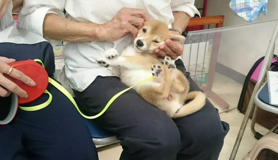へそ天ポーズ 2 | 高井戸店 パピー教室