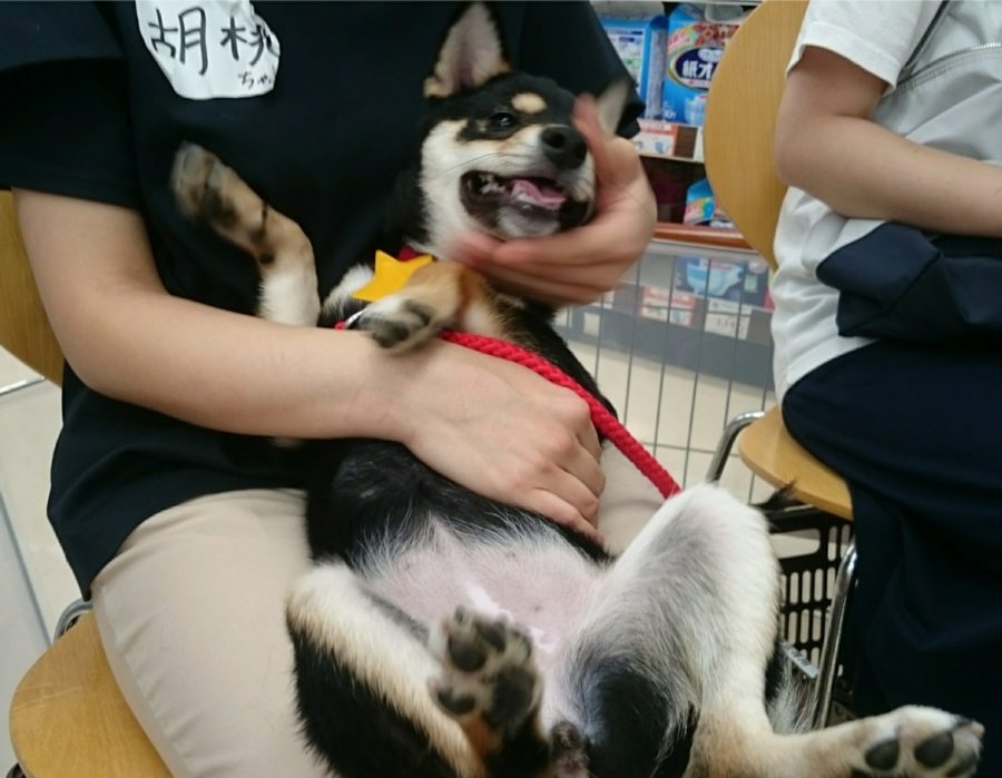 へそ天ポーズ 1 | 高井戸店 パピー教室