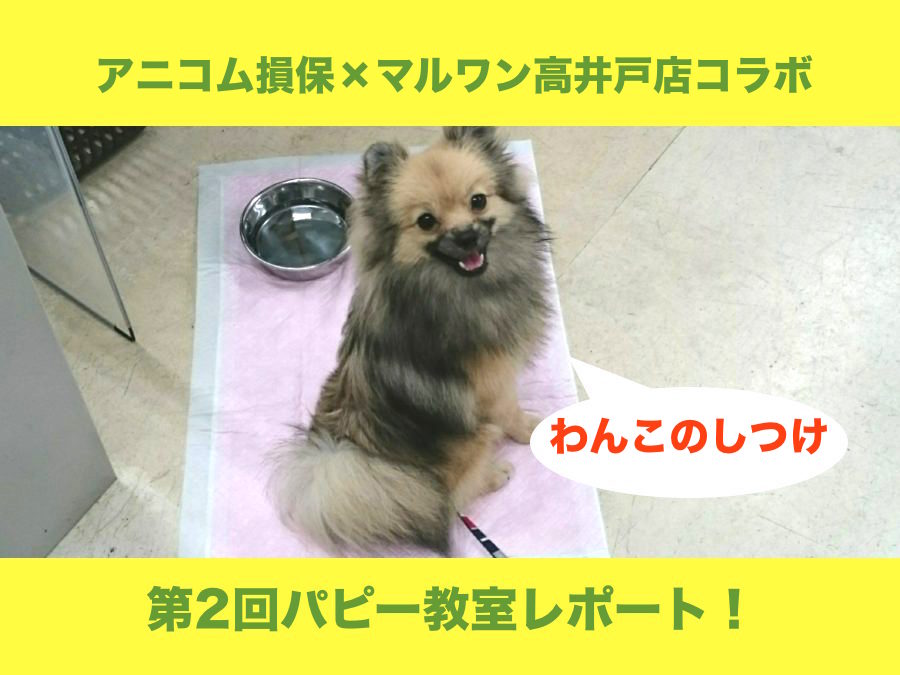 【 わんこのお勉強 】8/28アニコム損保×マルワン高井戸店コラボ第2回パピー教室レポート！