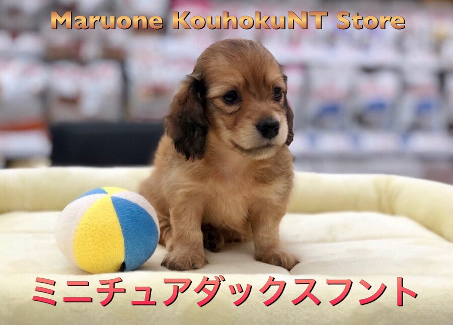 【 ミニチュア・ダックスフント 】個性豊かなレッドカラーダックス♪その性格は甘えん坊のお姫様？：ペットショップ マルワン港北NT店（横浜市）子犬情報 NO.311813