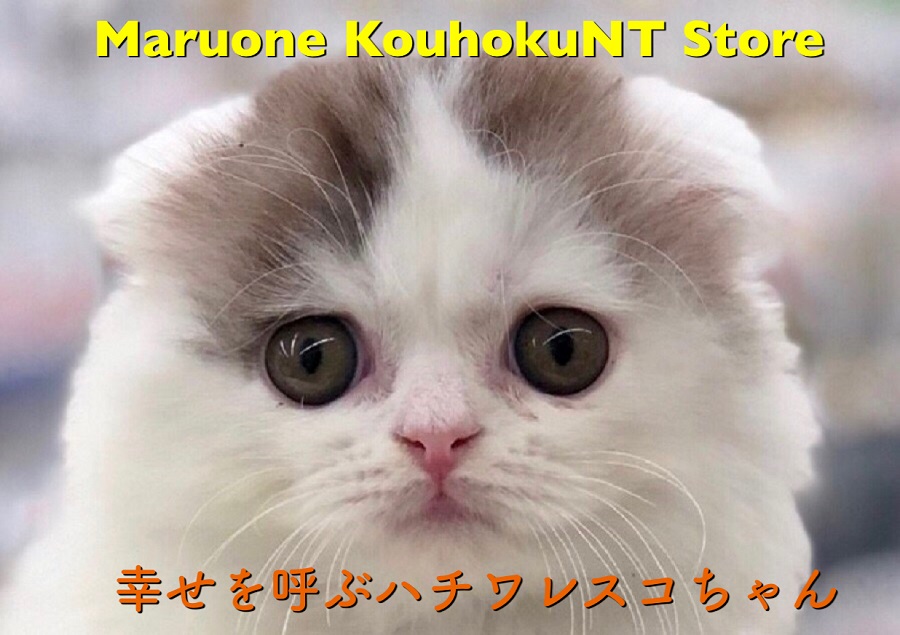 【 スコティッシュ・フォールド 】真ん丸おめめにノックアウト！幸せを呼ぶハチワレスコちゃん NO.311814