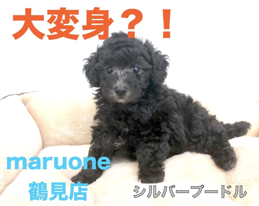 【 トイ・プードル 】飼いやすさNo.1！驚きの大変身は今しか味わえません！！ ペットショップ マルワン鶴見店（ 横浜市鶴見区 ）オススメ子犬情報！№713590