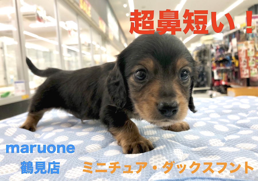 【 ミニチュア・ダックス 】マズル超短め！！多頭飼いを考えている方必見ののんびり系男子登場！！ペットショップマルワン鶴見店（ 横浜市鶴見区 ）子犬情報！Ｎｏ．713591