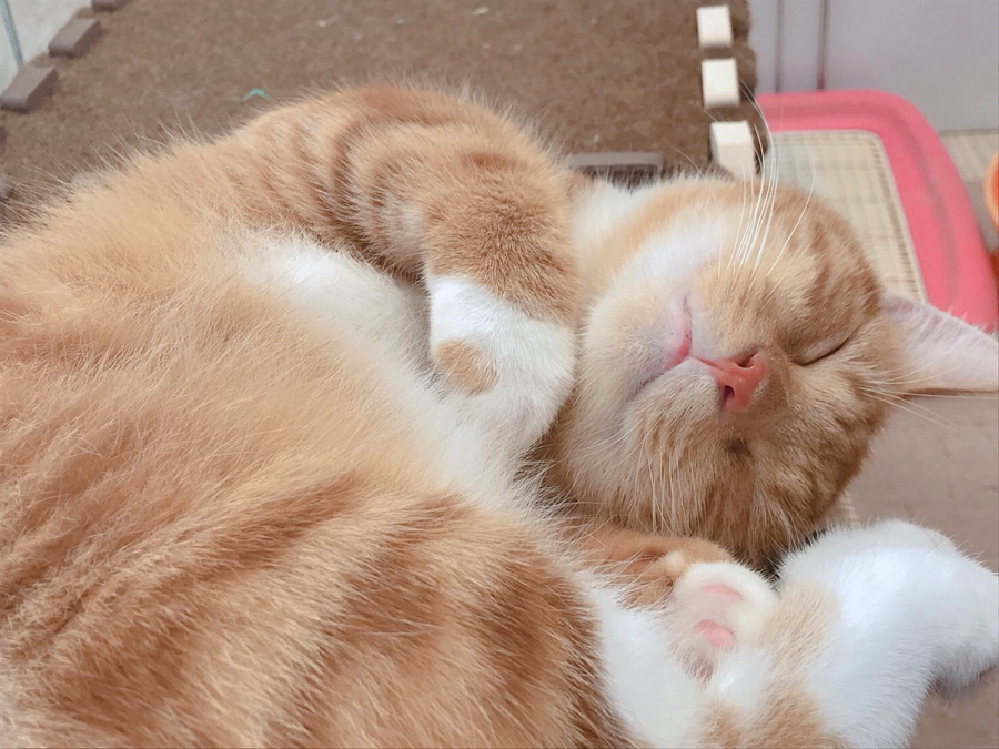 ラッコさん眠り | マンチカン特集