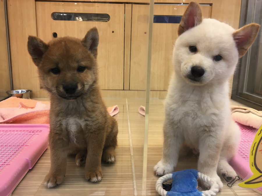 柴犬コンビ | 赤柴 柴犬 （6130737） - ペットショップ マルワン大倉山 神奈川県横浜市港北区