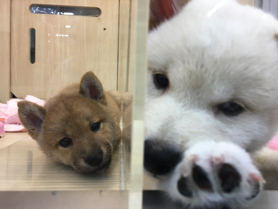同じタイミングで眠くなってきました | 赤柴 柴犬 （6130737） - ペットショップ マルワン大倉山 神奈川県横浜市港北区