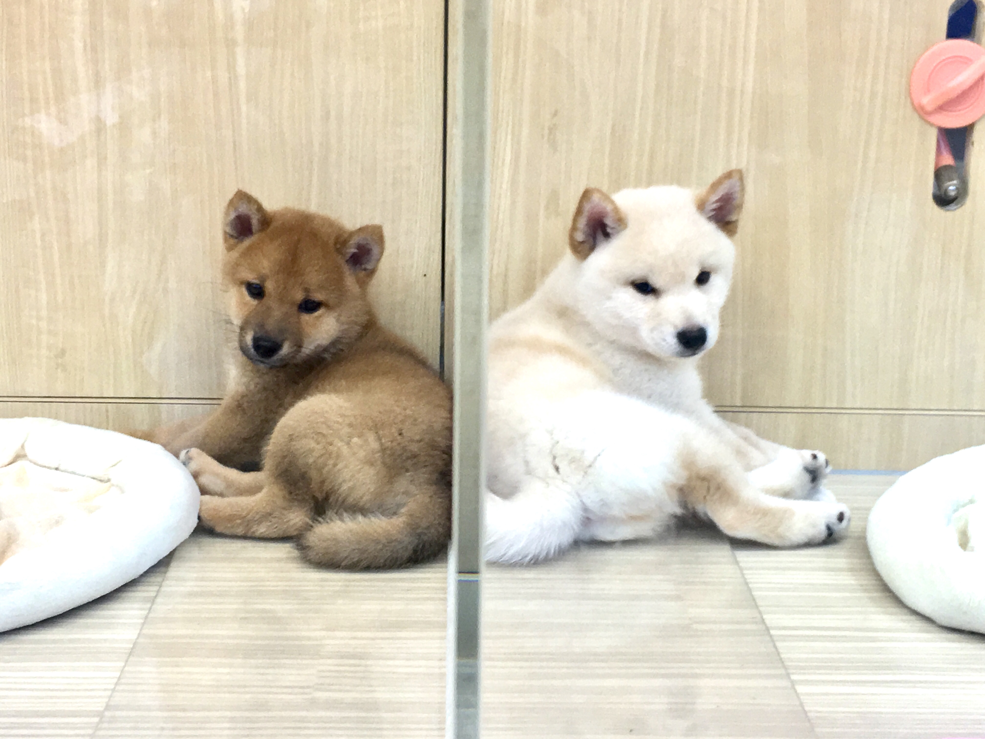 鏡かと思うくらいのシンクロ率 | 赤柴 柴犬 （6130737） - ペットショップ マルワン大倉山 神奈川県横浜市港北区