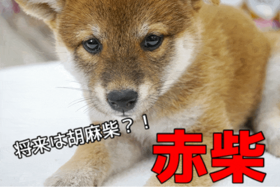 【 柴犬 】将来は胡麻柴になるかも?期待が満点！待望の赤い大和撫子♥No.6130741