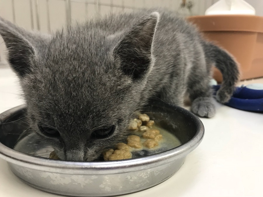 ふやかしご飯を起用に吸いながら食べている様子 | ロシアンブルー （014230） - ペットショップ マルワン東日暮里 東京都荒川区