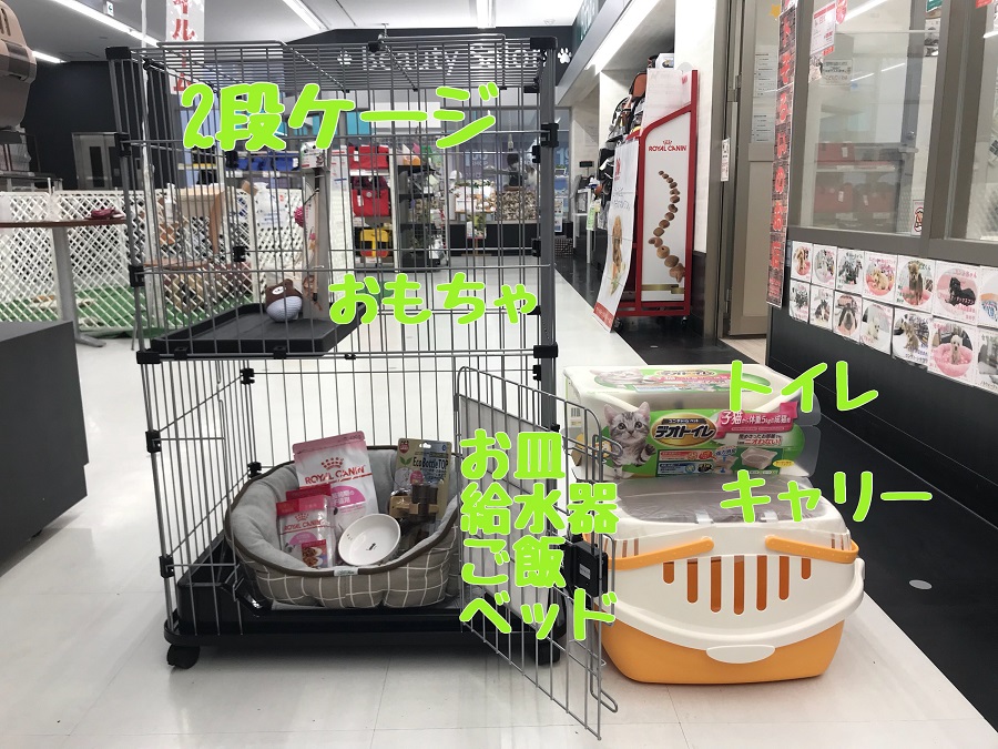 ロシアンブルーとの生活スタートセット | ロシアンブルー （014230） - ペットショップ マルワン東日暮里 東京都荒川区