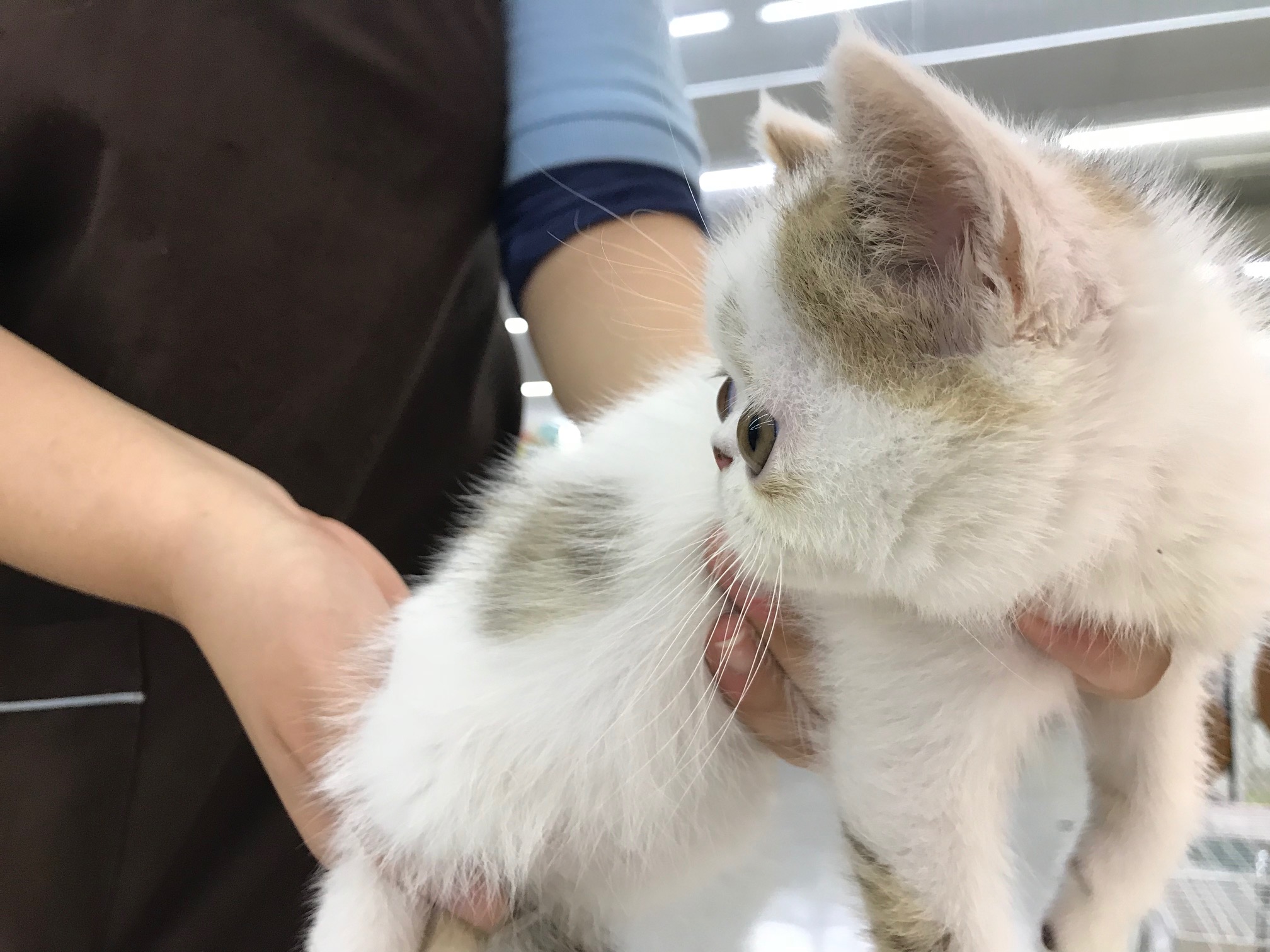 横から見ると驚くほどぺったんこ！ | エキゾチック （117165） - ペットショップ マルワン鎌ヶ谷 千葉県鎌ヶ谷市北初富