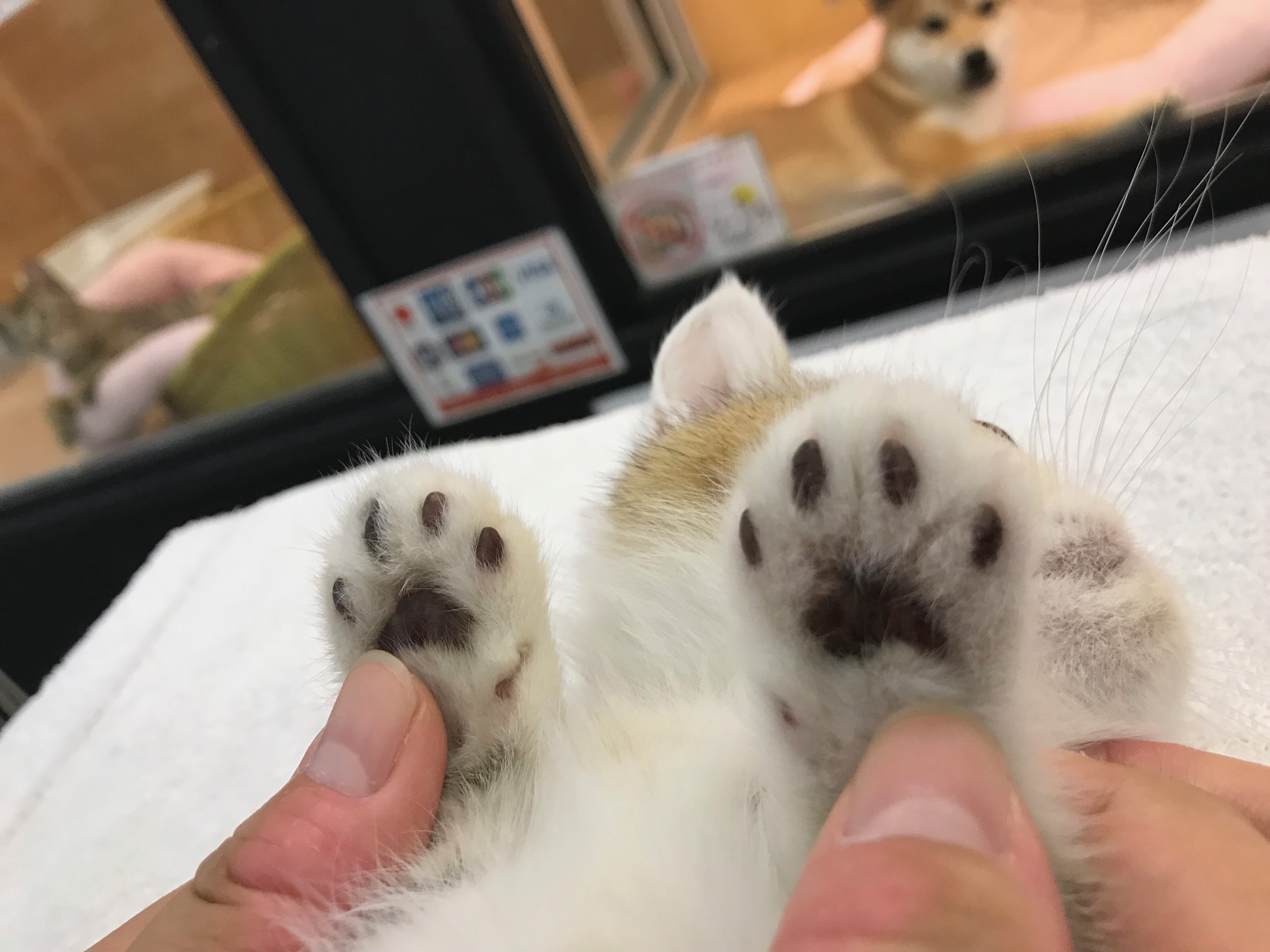 肉球はブラウン | エキゾチック （117165） - ペットショップ マルワン鎌ヶ谷 千葉県鎌ヶ谷市北初富